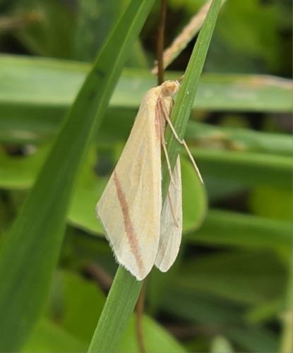 Rhodometra sacraria
